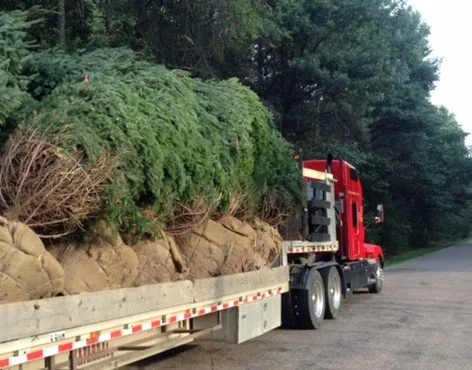 Trusted lawn mowing service in Byron Center, MI - Spruce Trees Direct