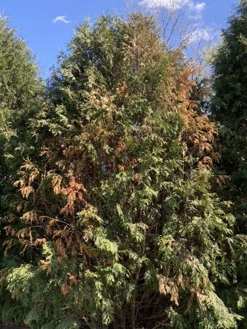 Top-rated garden landscaping in Byron Center, MI - Spruce Trees Direct