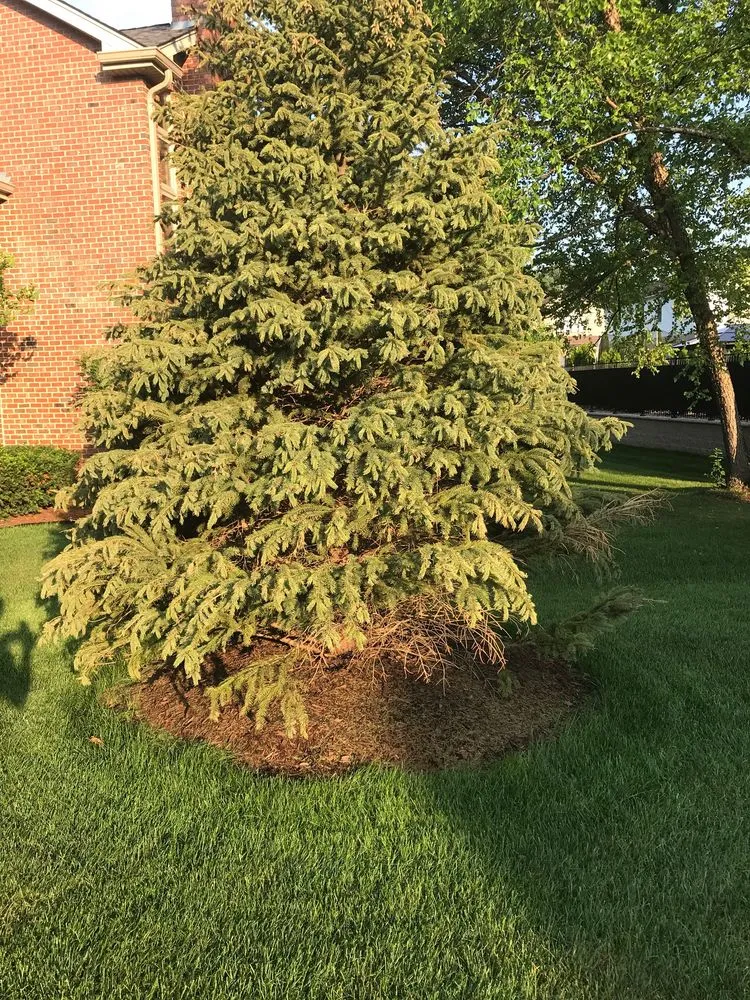 Expert outdoor landscaping experts serving Byron Center, MI - Spruce Trees Direct