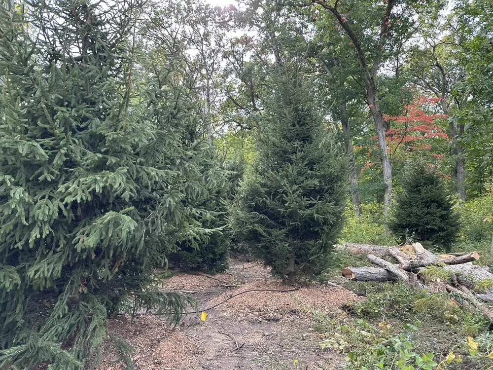 Reliable landscaping services in Byron Center, MI by Spruce Trees Direct