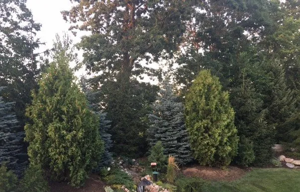 Local yard maintenance near you in Byron Center, MI by Spruce Trees Direct