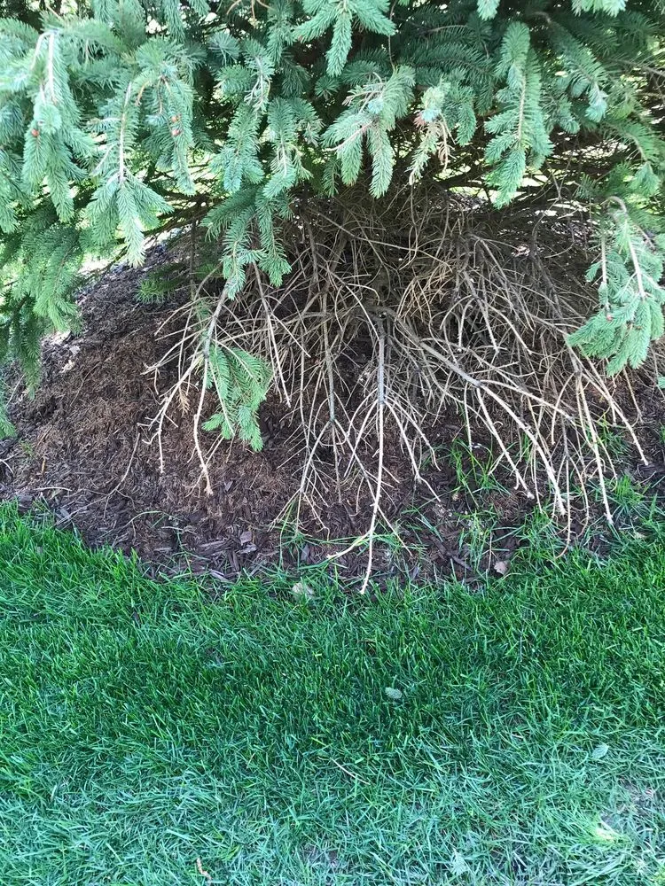 Trusted yard maintenance experts serving Byron Center, MI - Spruce Trees Direct