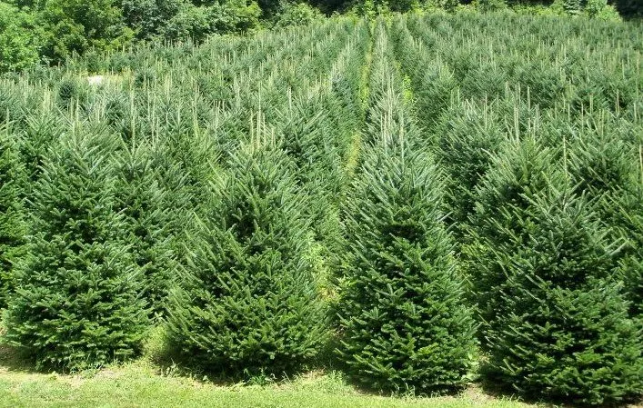 Local yard maintenance in Byron Center, MI - Spruce Trees Direct