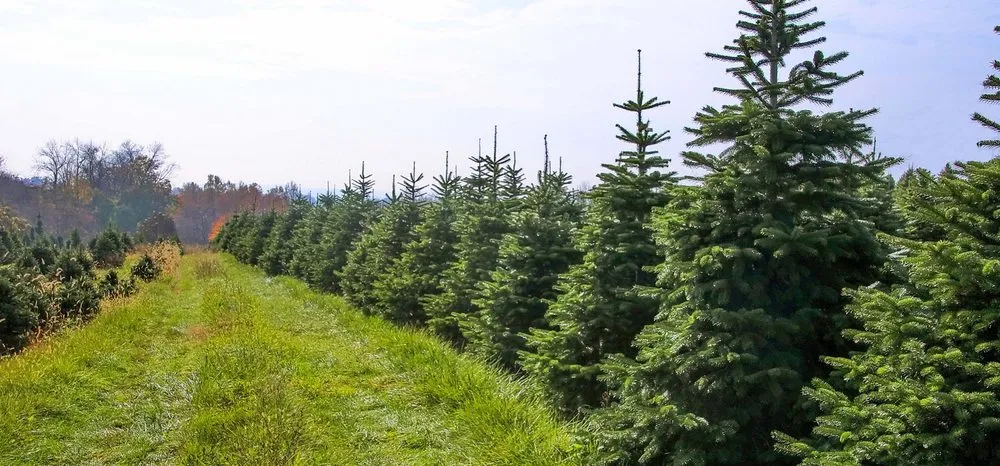 Custom lawn mowing service for homes across Byron Center, MI - Spruce Trees Direct