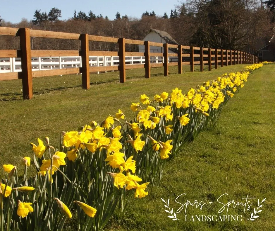 Professional residential landscaping for residential properties in Springfield, OH by Spurs Plus Sprouts Fencing and Landscaping