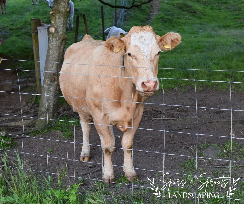 Affordable outdoor landscaping for residential properties across Springfield, OH - Spurs Plus Sprouts Fencing and Landscaping