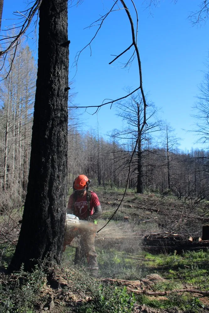 Affordable yard maintenance in Petaluma, CA - SPYE General Engineering