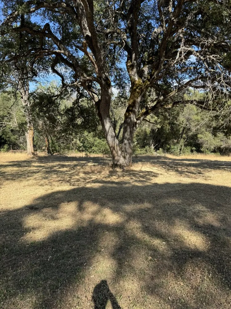 Affordable lawn care service for year-round maintenance in Camino, CA by Sqre edge