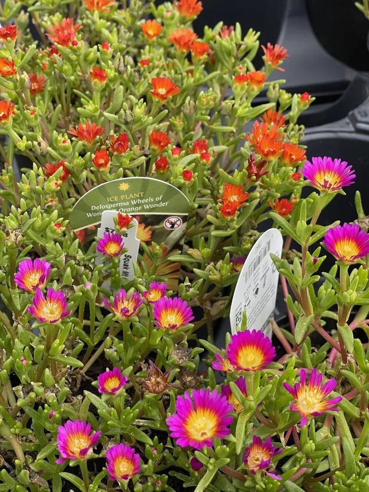 Trusted yard maintenance for residential properties in Issaquah, WA by Squak Mt Greenhouses & Nursery