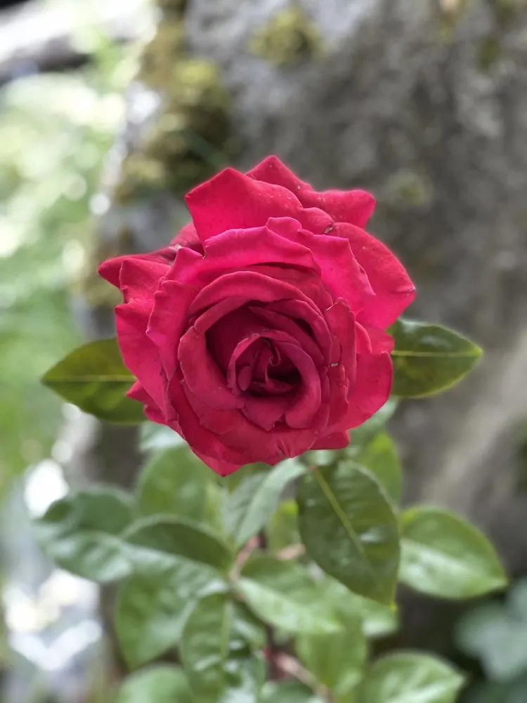 Top-rated residential landscaping experts serving Issaquah, WA - Squak Mt Greenhouses & Nursery