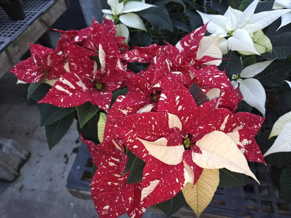 Reliable yard cleanup service for homes across Issaquah, WA - Squak Mt Greenhouses & Nursery