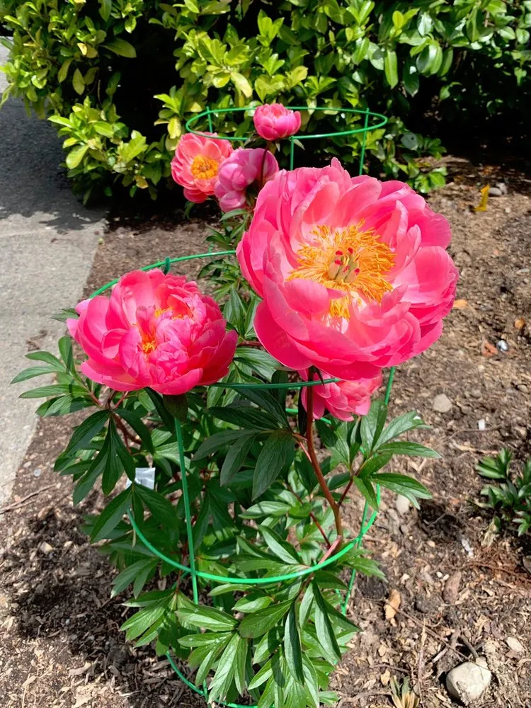 Expert landscape design in Issaquah, WA by Squak Mt Greenhouses & Nursery