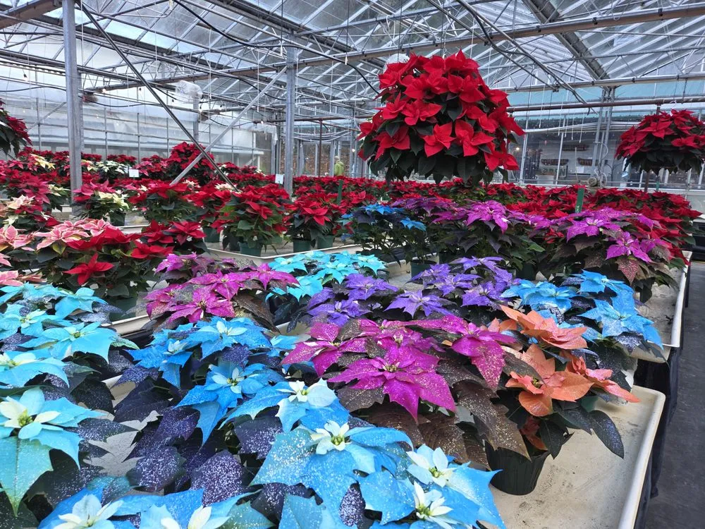 Trusted lawn mowing service for beautiful yards across Issaquah, WA - Squak Mt Greenhouses & Nursery