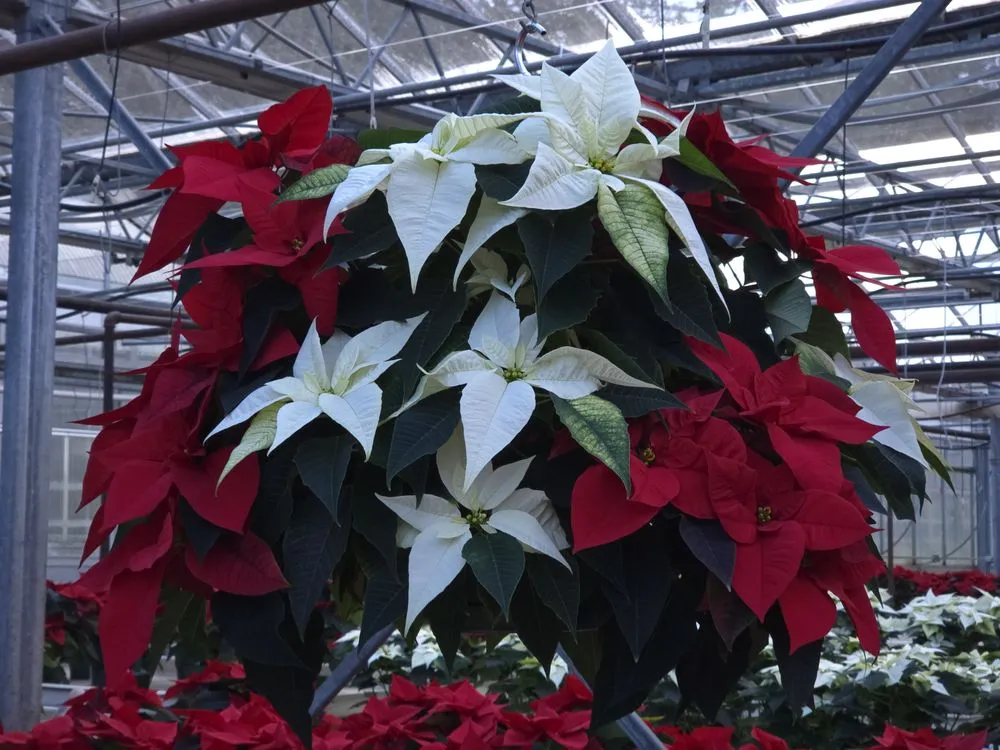 Trusted outdoor landscaping for residential properties across Issaquah, WA - Squak Mt Greenhouses & Nursery