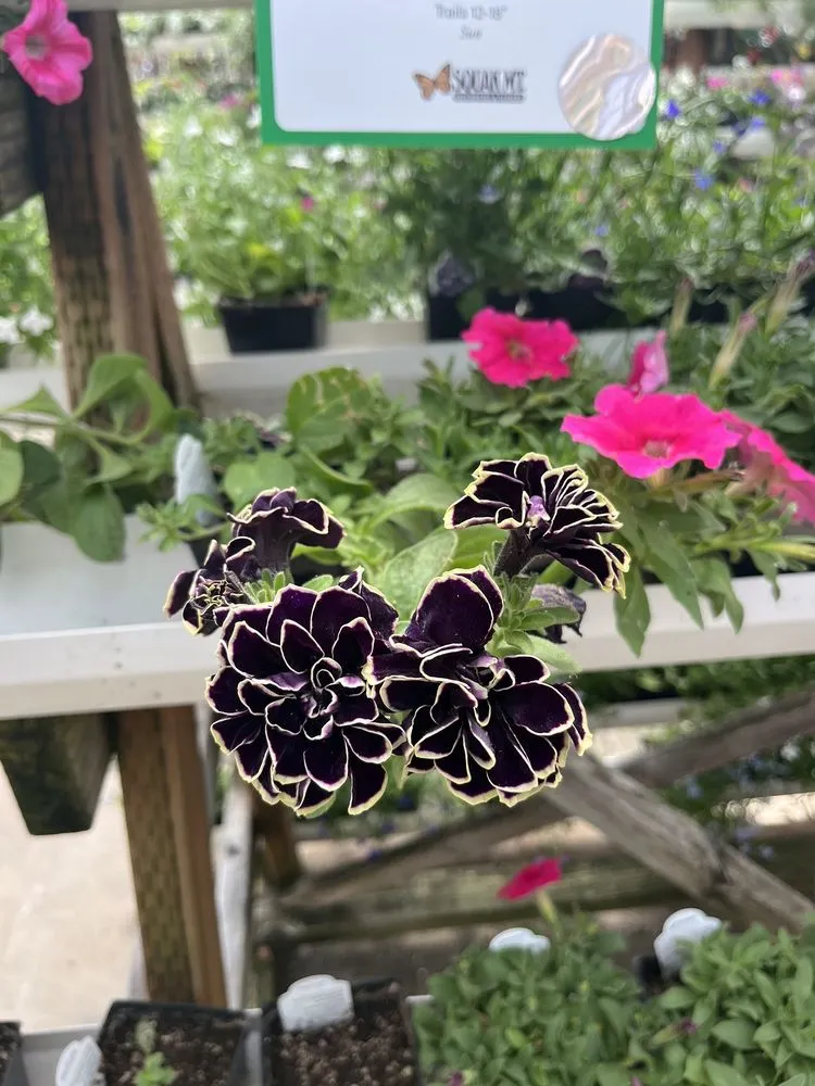 Professional lawn mowing service in Issaquah, WA - Squak Mt Greenhouses & Nursery