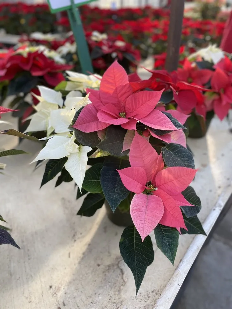 Expert landscape installation in Issaquah, WA by Squak Mt Greenhouses & Nursery
