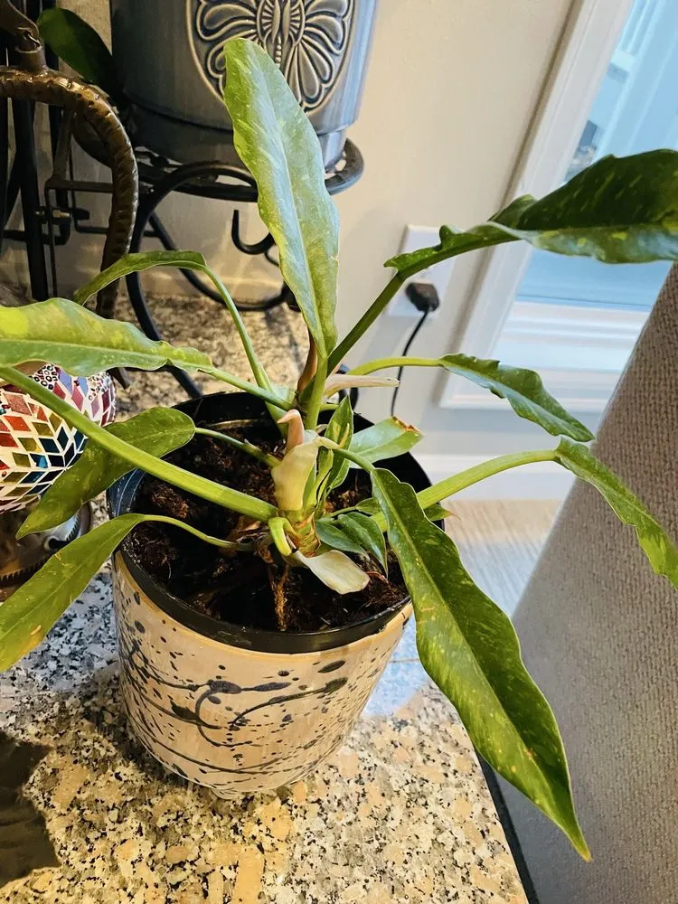 Affordable yard cleanup service for year-round maintenance in Issaquah, WA by Squak Mt Greenhouses & Nursery