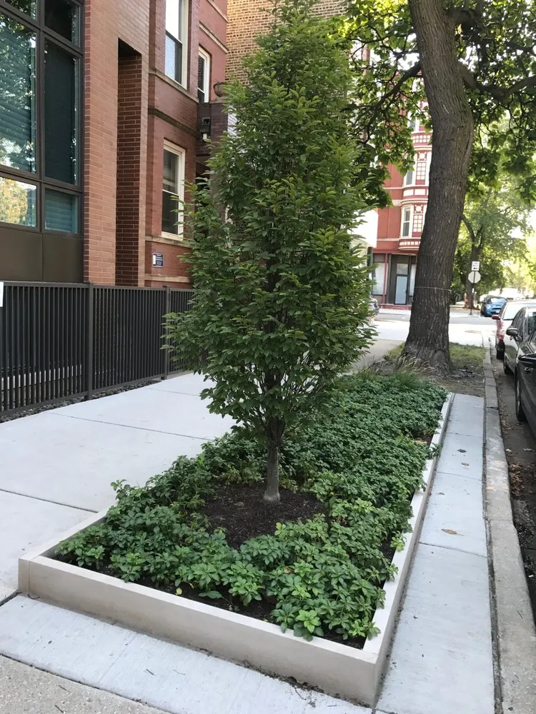 Professional yard cleanup service near you across Chicago, IL - Square Root Garden Design