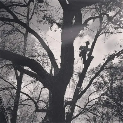 Square1 Tree service