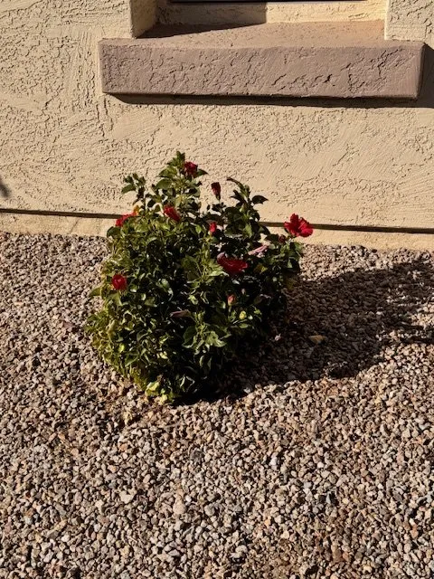 Local yard cleanup service in Queen Creek, AZ by Squatch Lawn Service by OWM