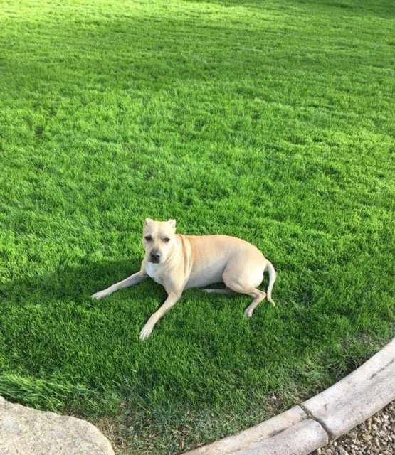 Expert outdoor landscaping in Queen Creek, AZ by Squatch Lawn Service by OWM