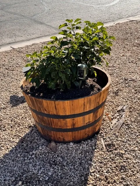 Custom residential landscaping experts serving Queen Creek, AZ - Squatch Lawn Service by OWM