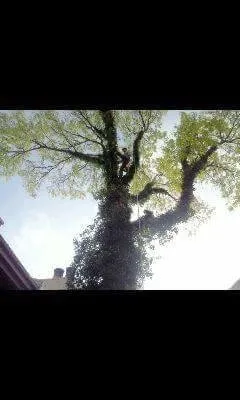 Top-rated yard maintenance for homes across Wichita, KS - Squirrels Lawn and Tree Service