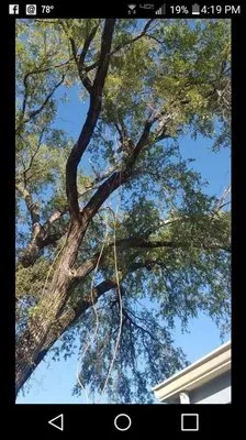 Squirrels Lawn and Tree Service Logo