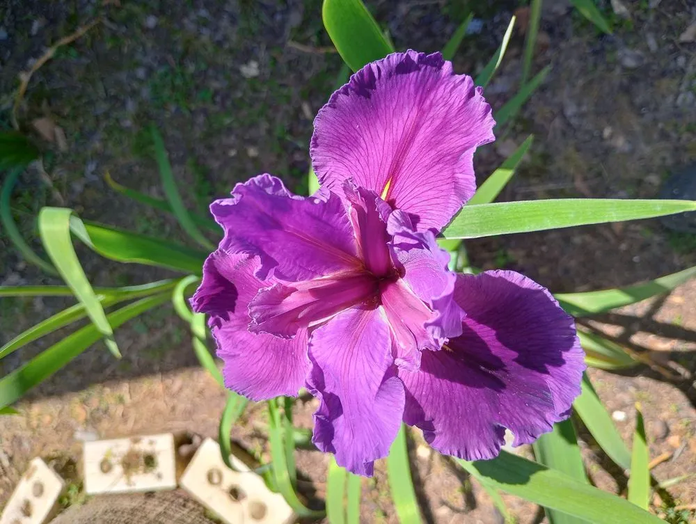 Professional landscaping services experts serving Marksville, LA - Squirrel's Leaf N Lawn Service