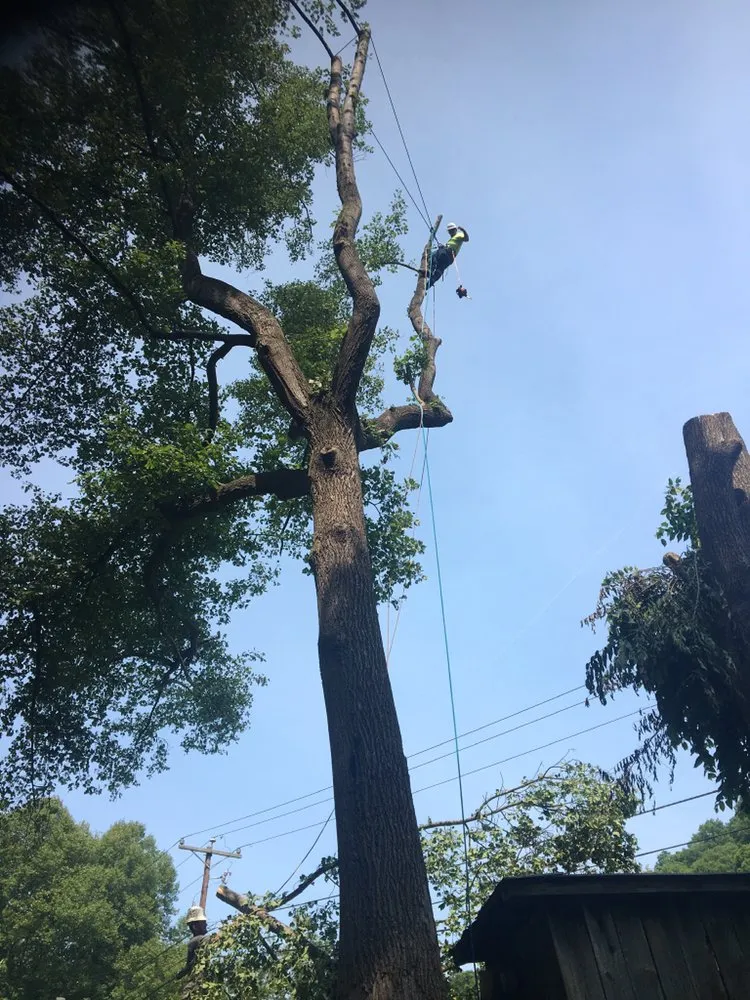 Affordable yard cleanup service for homes in Hazard, KY by S&R Tree Trimming