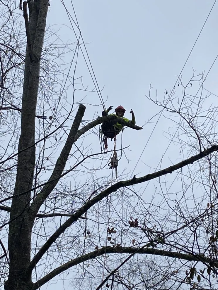 Trusted yard cleanup service for outdoor upgrades in Hazard, KY by S&R Tree Trimming