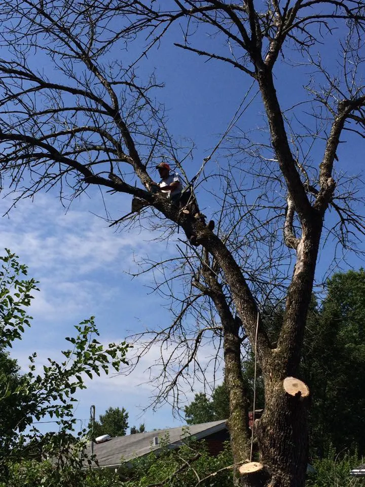 Custom yard cleanup service in Hazard, KY by S&R Tree Trimming