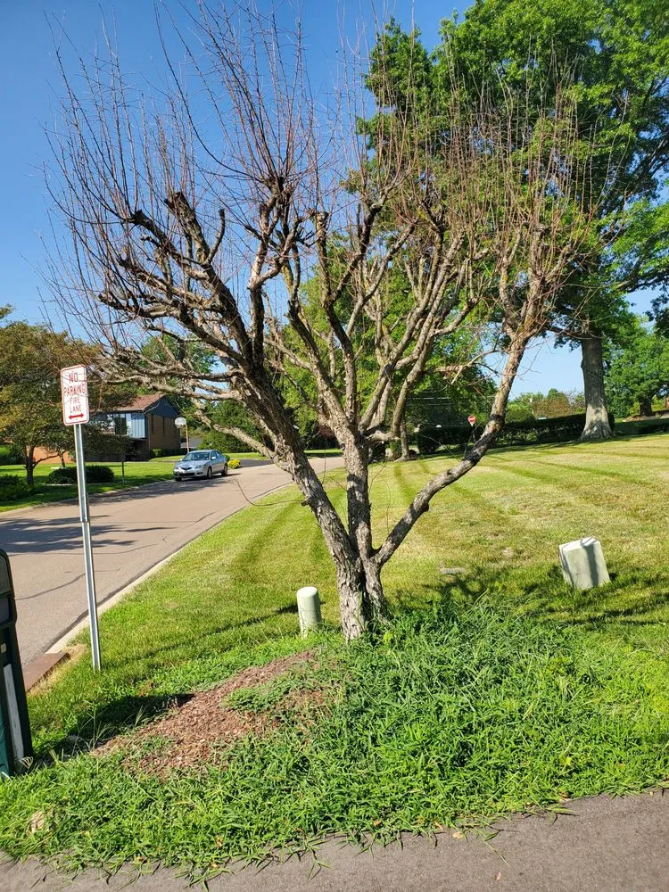 Top-rated lawn care service in Cincinnati, OH - SS & P Landscaping