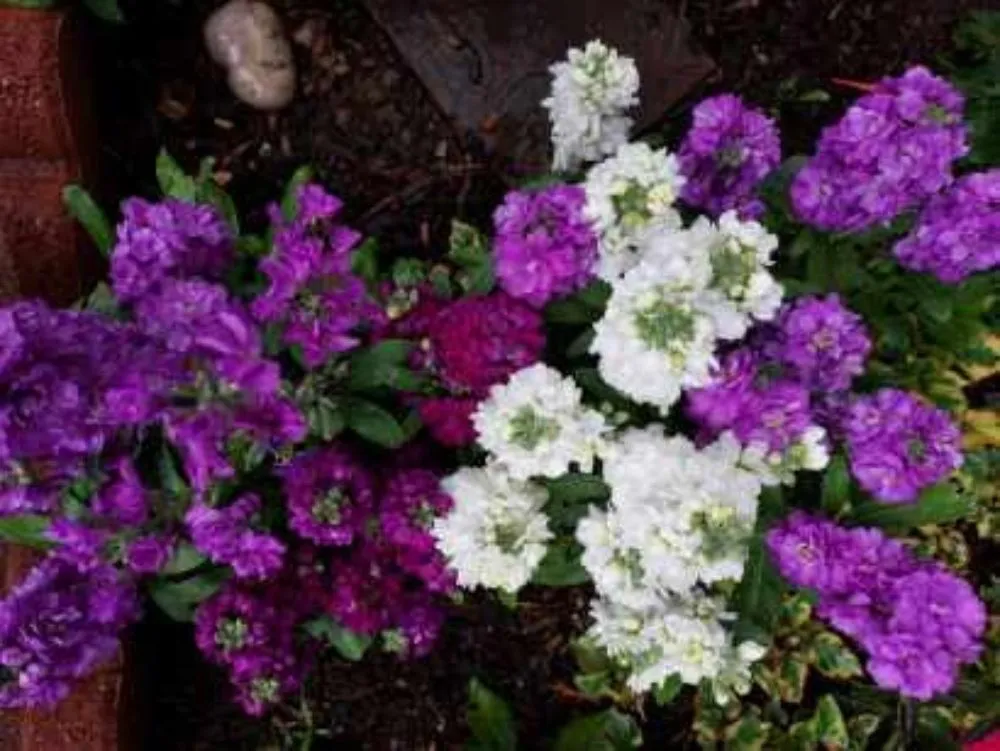 Trusted residential landscaping for beautiful yards across Colorado Springs, CO - S&S Fencing& Landscaping