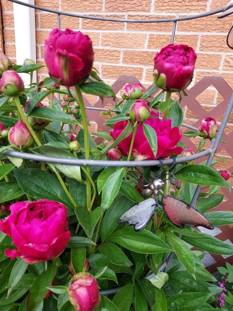 Professional residential landscaping experts serving Colorado Springs, CO - S&S Fencing& Landscaping