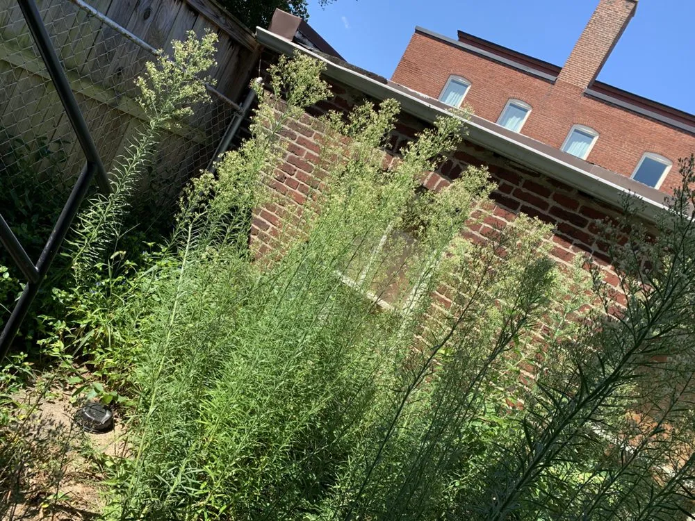 Custom yard maintenance in Glen Burnie, MD by S&S Hauling and Junk Removal