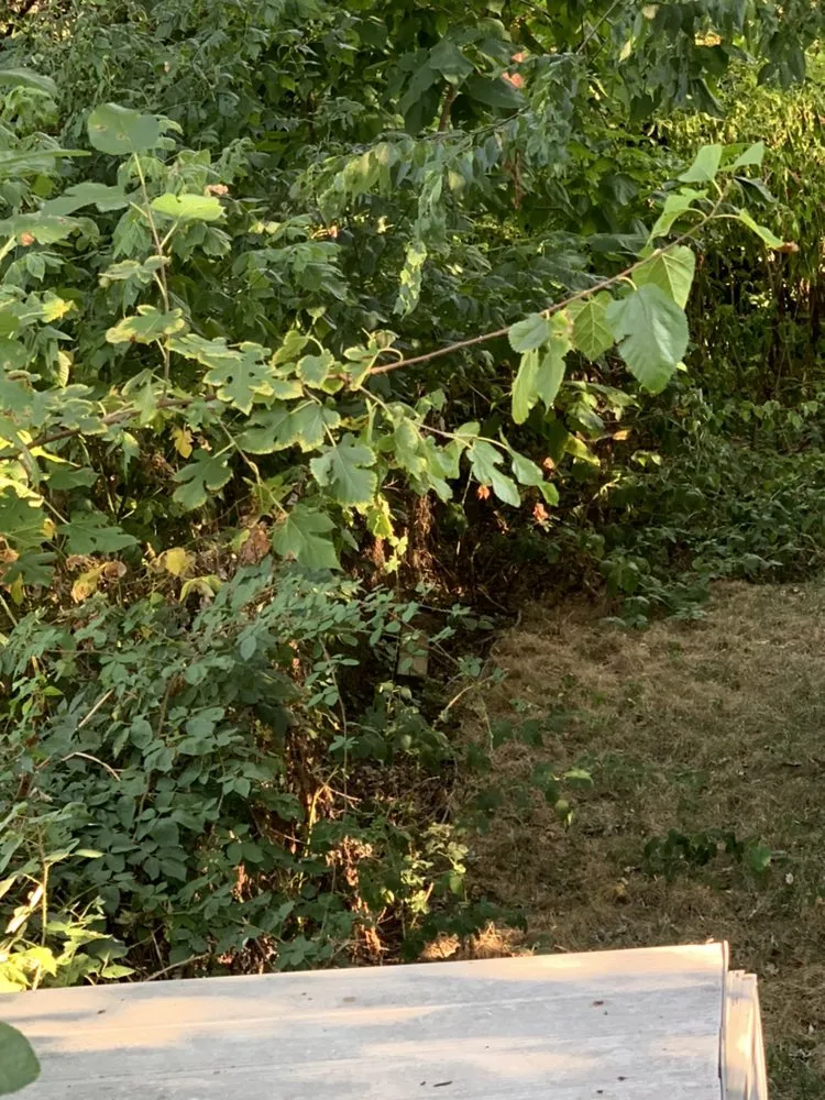 Reliable yard cleanup service for beautiful yards across Glen Burnie, MD - S&S Hauling and Junk Removal