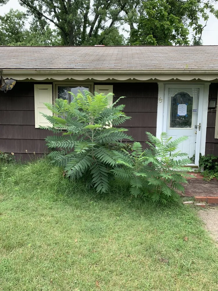 Affordable landscape installation in Baltimore, MD by S&S Landscape