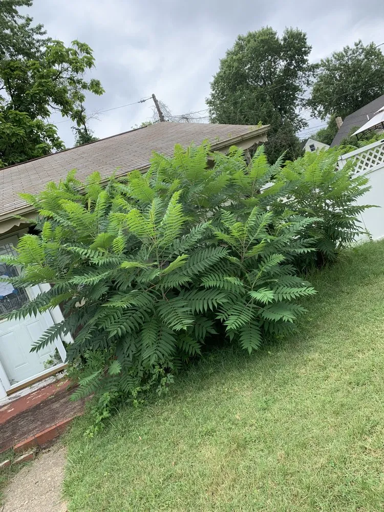 Custom yard cleanup service experts serving Baltimore, MD - S&S Landscape