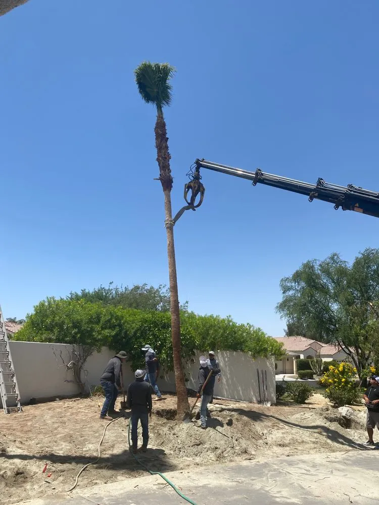 Affordable yard cleanup service for residential properties in Thousand Palms, CA by S&S Landscape