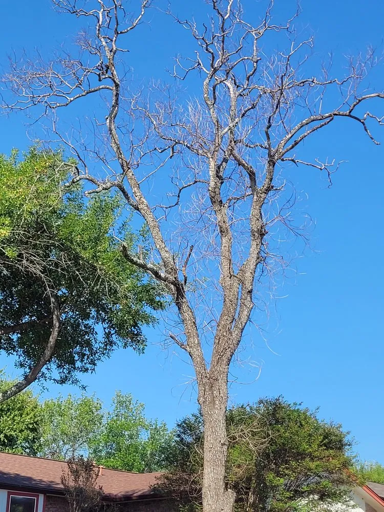 Reliable lawn mowing service experts serving Gonzales, TX - S&S Landscaping Plus