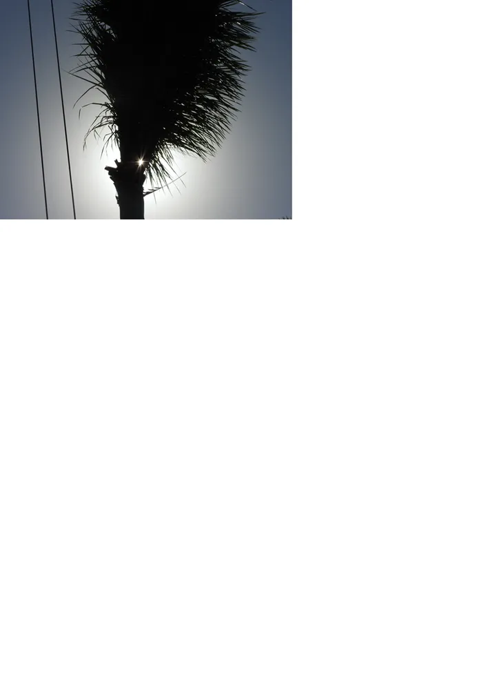 Reliable landscape design experts serving Saint Petersburg, FL - S&S Tree and Landscape