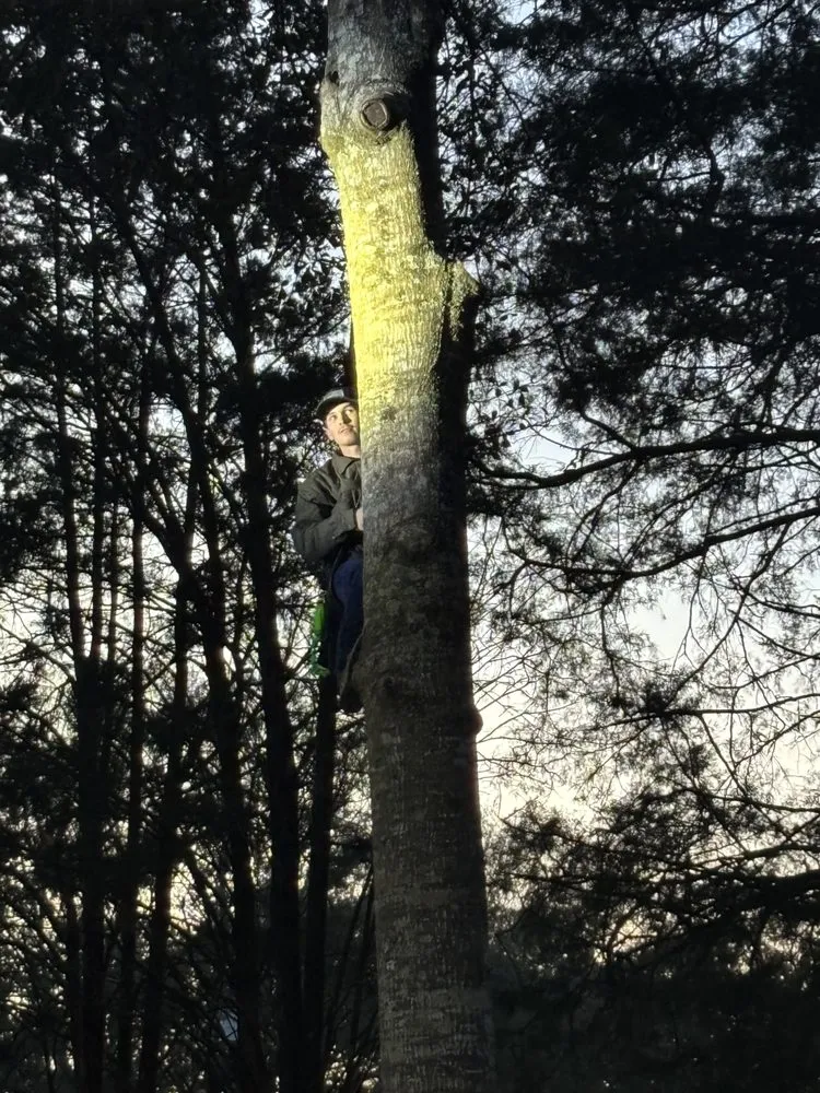 Affordable outdoor landscaping experts serving Walker, LA - SS Tree Service