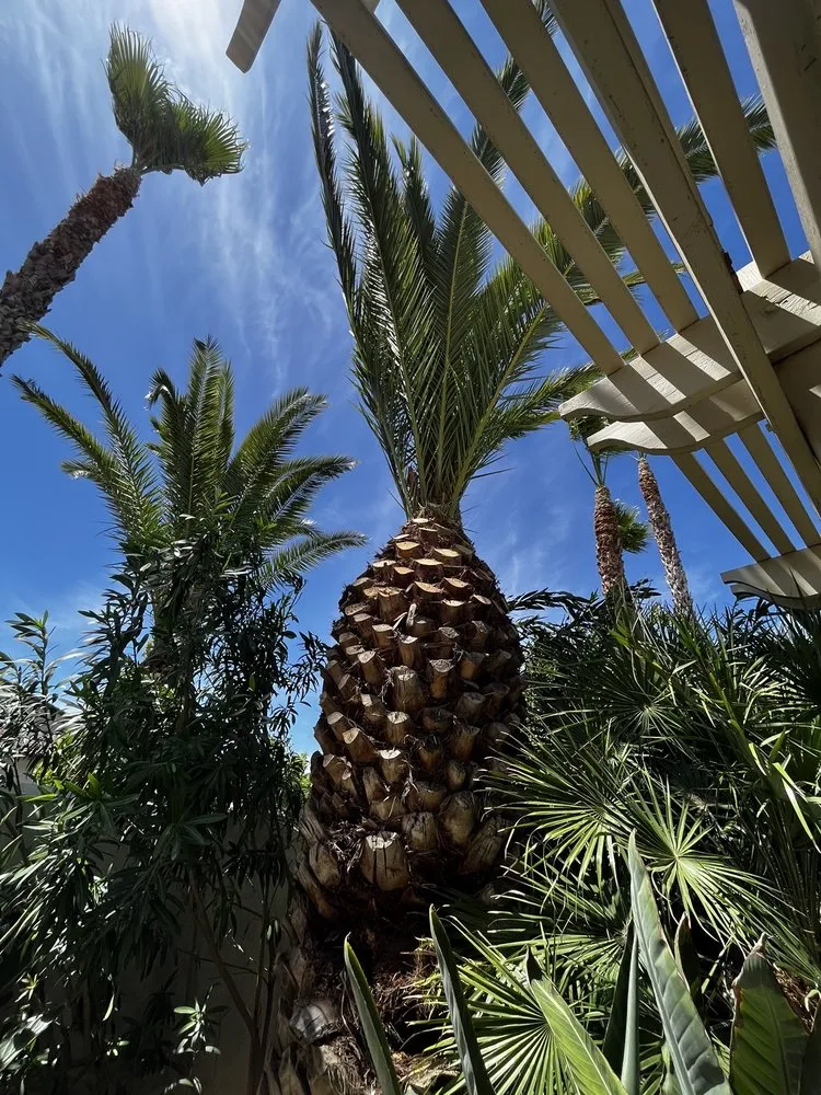 Professional outdoor landscaping in Tracy, CA by SSAW Tree & Gardening Services