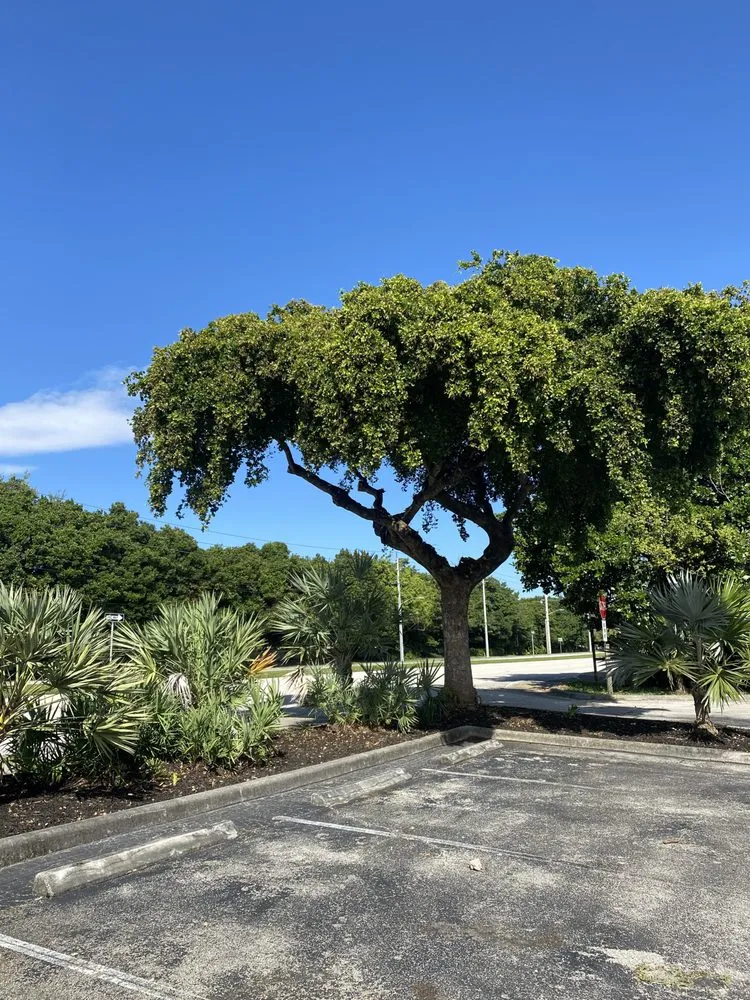 Affordable lawn mowing service in Lake Worth, FL by Sss Lawn Services