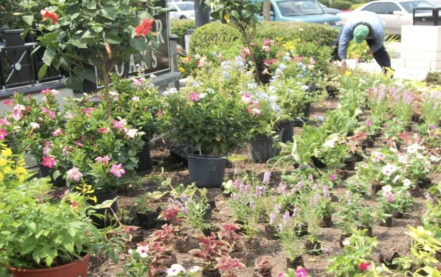 Reliable yard cleanup service in Houston, TX by St Clair & Sons