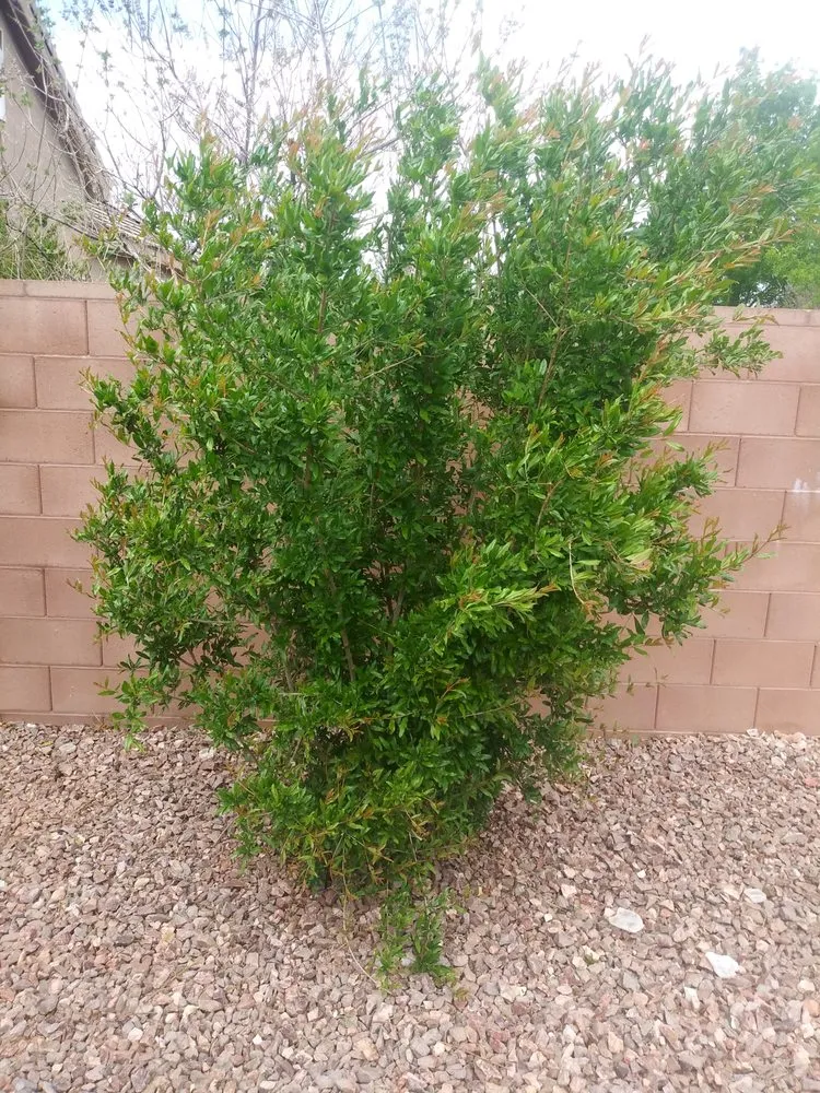 Top-rated lawn care service with custom design across St George, UT - St George Lawn Care