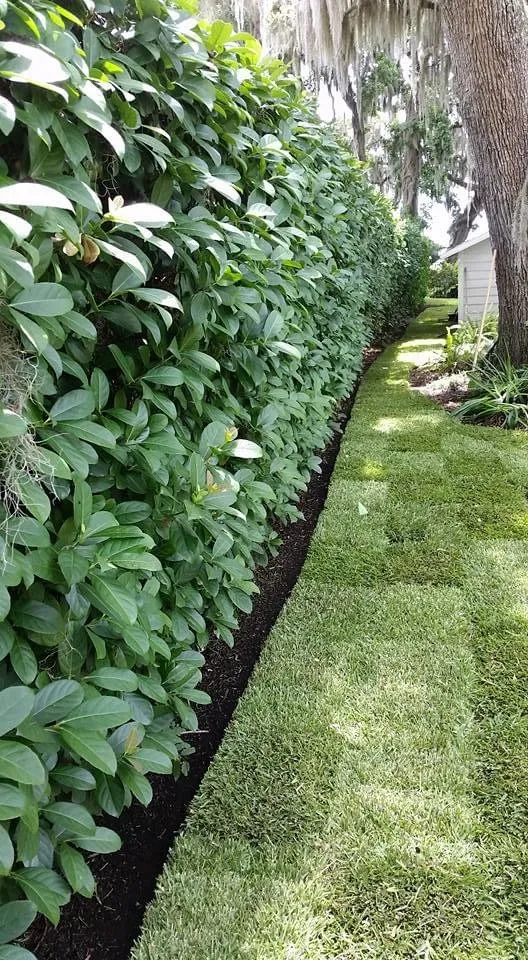 Affordable landscaping services for homes across Saint Augustine, FL - St. Johns Lawn & Landscaping