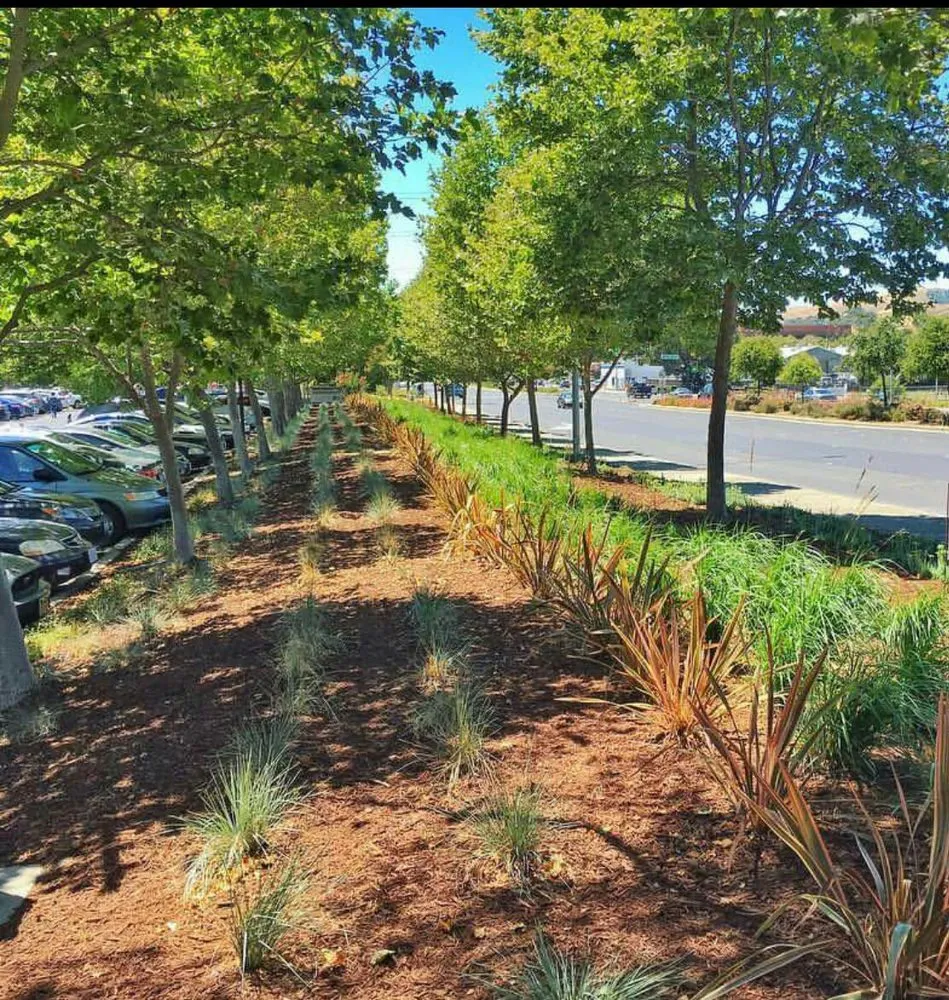 Affordable landscape design in Delhi, CA by ST Landscape Management