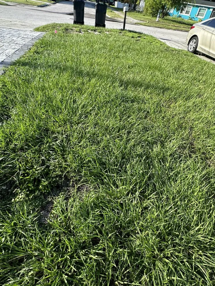 Trusted yard cleanup service experts serving Orlando, FL - S&T Landscaping Orishaoko’s Garden